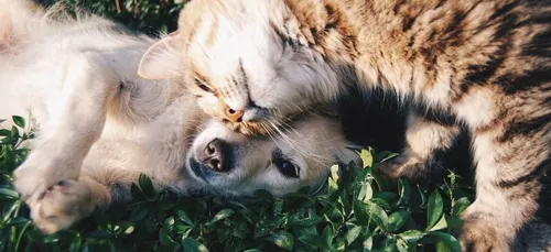 Bientôt un test obligatoire à passer avant d’adopter un animal ?