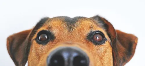 Des chiens renifleurs pour détecter le Covid-19 ?
