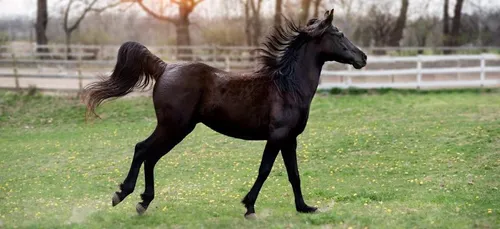 Animaux mutilés : la FDSEA du Maine-et-Loire vient en aide aux...