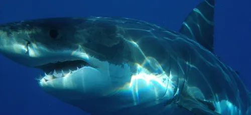 Un surfeur échappe de peu à une attaque de requin grâce à un drone...