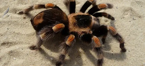 Tours : une exposition au muséum pour découvrir les araignées
