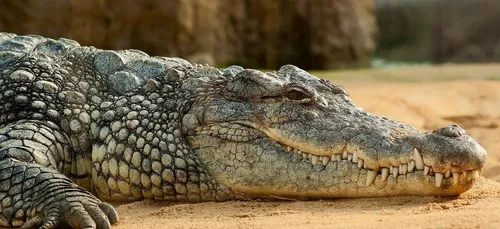 Hermès souhaite ouvrir la plus grande ferme de crocodiles...