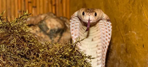 Un homme survit à une morsure de cobra (Photos)