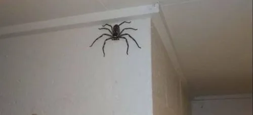 Il partage la photo d’une araignée géante, la police débarque chez...