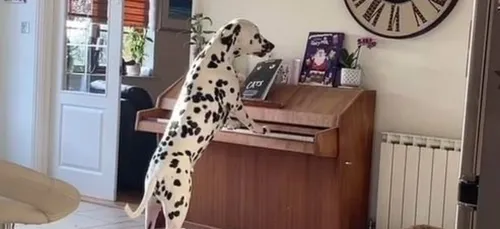 Ce chien joue du piano quand ses maîtres sont absents (Vidéo)