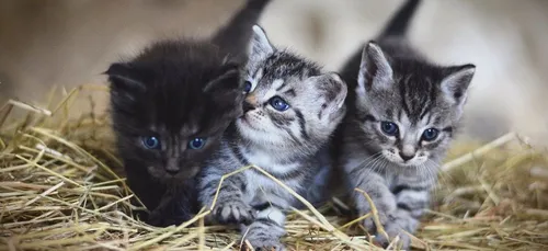 Un Français lègue sa fortune à… des chats !
