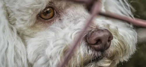 Abandon d’animaux de compagnie : jusqu'à trois ans d'emprisonnement