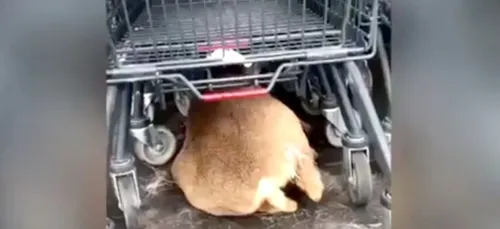 Un chevreuil blessé poursuivi jusqu’au parking d’un supermarché par...