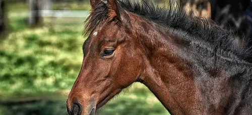Indre : un cheval retrouvé mort dans un champ, atrocement mutilé