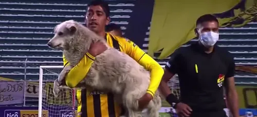 Un chien errant débarque sur le terrain en plein match, un joueur...
