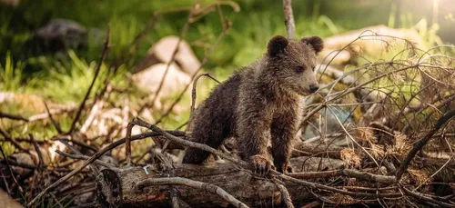 L'Etat mis en demeure de remplacer les ours tués dans les Pyrénées
