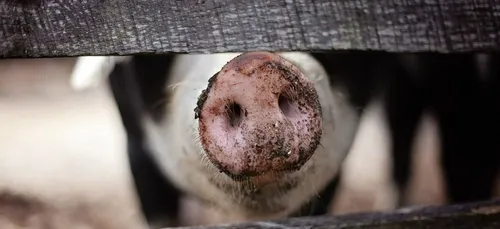 "Gros porc", "poule mouillée", "morue" : la PETA ne veut plus de...