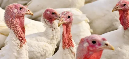 Maine-et-Loire : suspicion de grippe aviaire