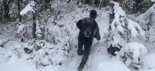 Homme ou chien ? Cette illusion d’optique divise la toile (Photo)