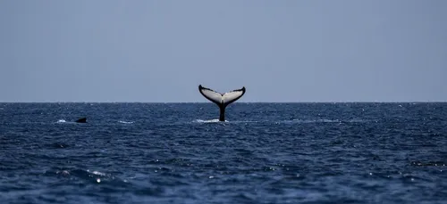 Ces pêcheurs vont devenir millionnaires grâce à... du vomi de...