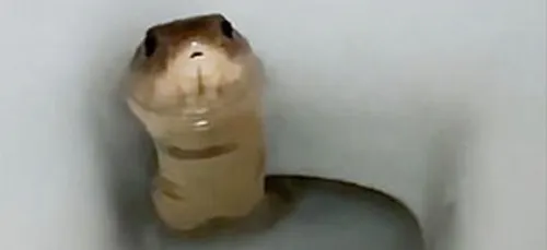 Un cobra vivant découvert dans les toilettes d’une maison (vidéo)