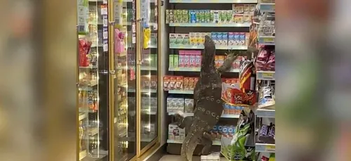 Un énorme varan s’introduit dans un supermarché et sème la pagaille...