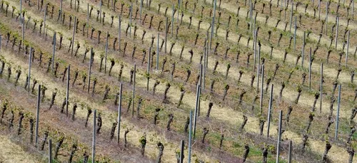 Gel : 80 à 90 % de perte pour un viticulteur du Loiret