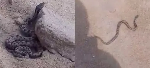 Un serpent sur une plage des Sables-d’Olonne (Vidéo)