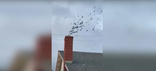 Une maison envahie par des centaines d’oiseaux sauvages (Vidéo)