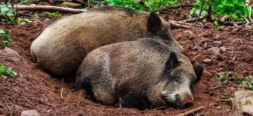Des sangliers surpris dans la piscine d’une maison à Agde !