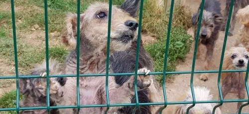Charente : 65 animaux maltraités ont été saisis