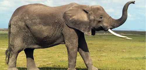 Elephant Haven : des éléphants débarquent dans le Limousin !