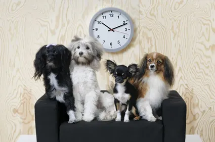Ikea crée une collection de meubles pour chiens et chats