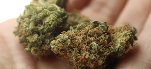 Charente-Maritime : 2,3 tonnes de cannabis saisies sur l’A10