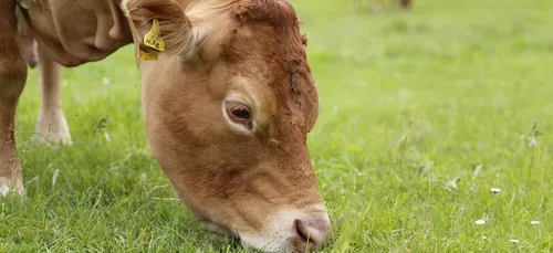 Limoges : une vache limousine sur le toit de l’Europe