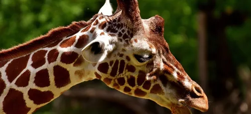 Doué-la-Fontaine : Sacha, le doyen des girafes mâles est mort