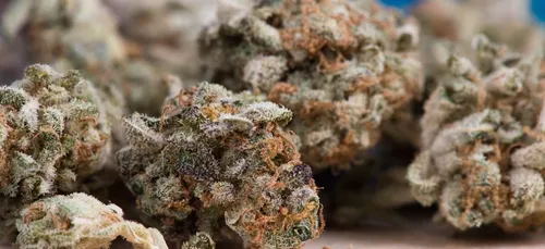 Plusieurs kilos de drogue saisis en Haute-Vienne