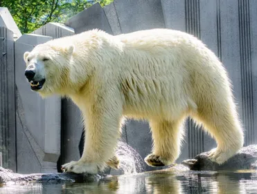 Une ourse polaire est décédée au zoo de la Palmyre