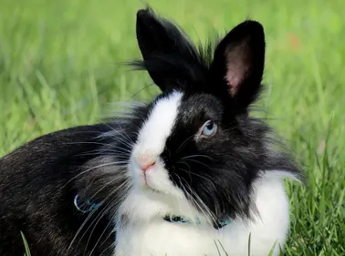 Pays de la Loire : déguisé en lapin il mord un passant à la jambe