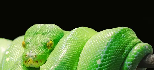 Un véritable zoo découvert chez un particulier en Charente