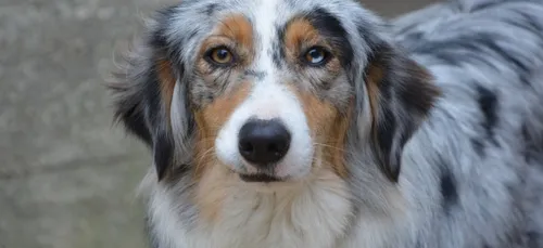 Animaux : quel est le chien préféré des Français ?