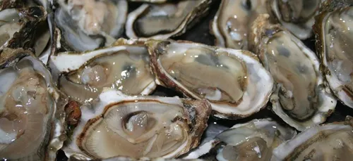 2,5 tonnes d'huîtres illégales relâchées en Charente-Maritime