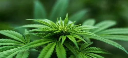 Cognac : le prof arrête le cours à cause d’une odeur de cannabis