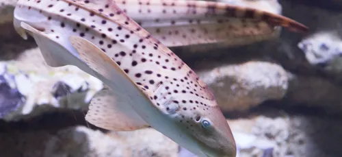 L’aquarium de La Rochelle accueille deux nouveaux pensionnaires
