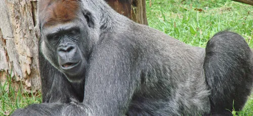 Le zoo de la Palmyre accueille une nouvelle pensionnaire gorille