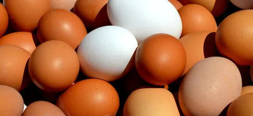 Dès 2022, le commerce ne vendra plus d'oeufs de poules en batterie