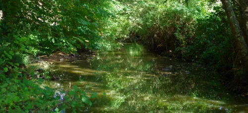 Haute-Vienne : la forêt de Rochechouart est en danger