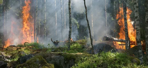 Trois hectares de forêt ravagés par les flammes dans le Maine-et-Loire