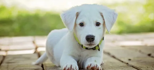 Il construit un drone pour sauver un chiot !