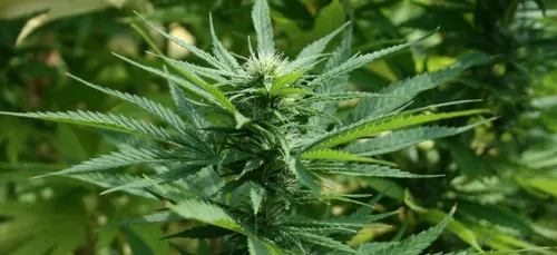 Le dealer récoltait son cannabis en face du palais de justice