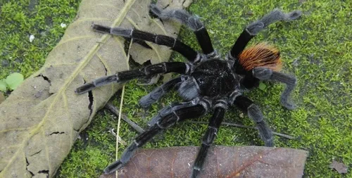 La Rochelle : une mygale dans leur jardin !
