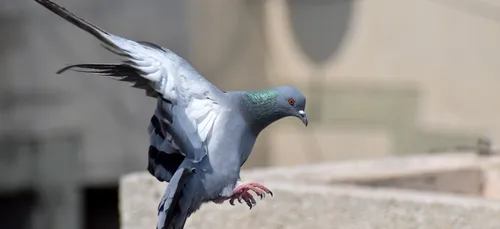 Le Tour de France de pigeons voyageurs débute aujourd’hui