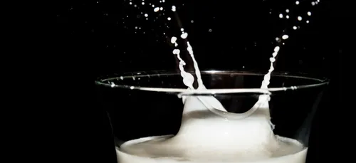 Le lait de cafard bientôt dans nos frigos ?
