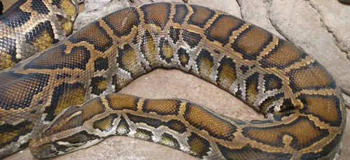 Charente : un énorme python retrouvé sur un pont