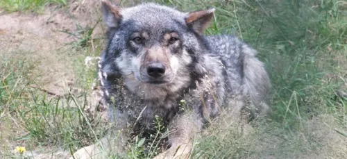 Haute-Vienne : le loup est de retour !